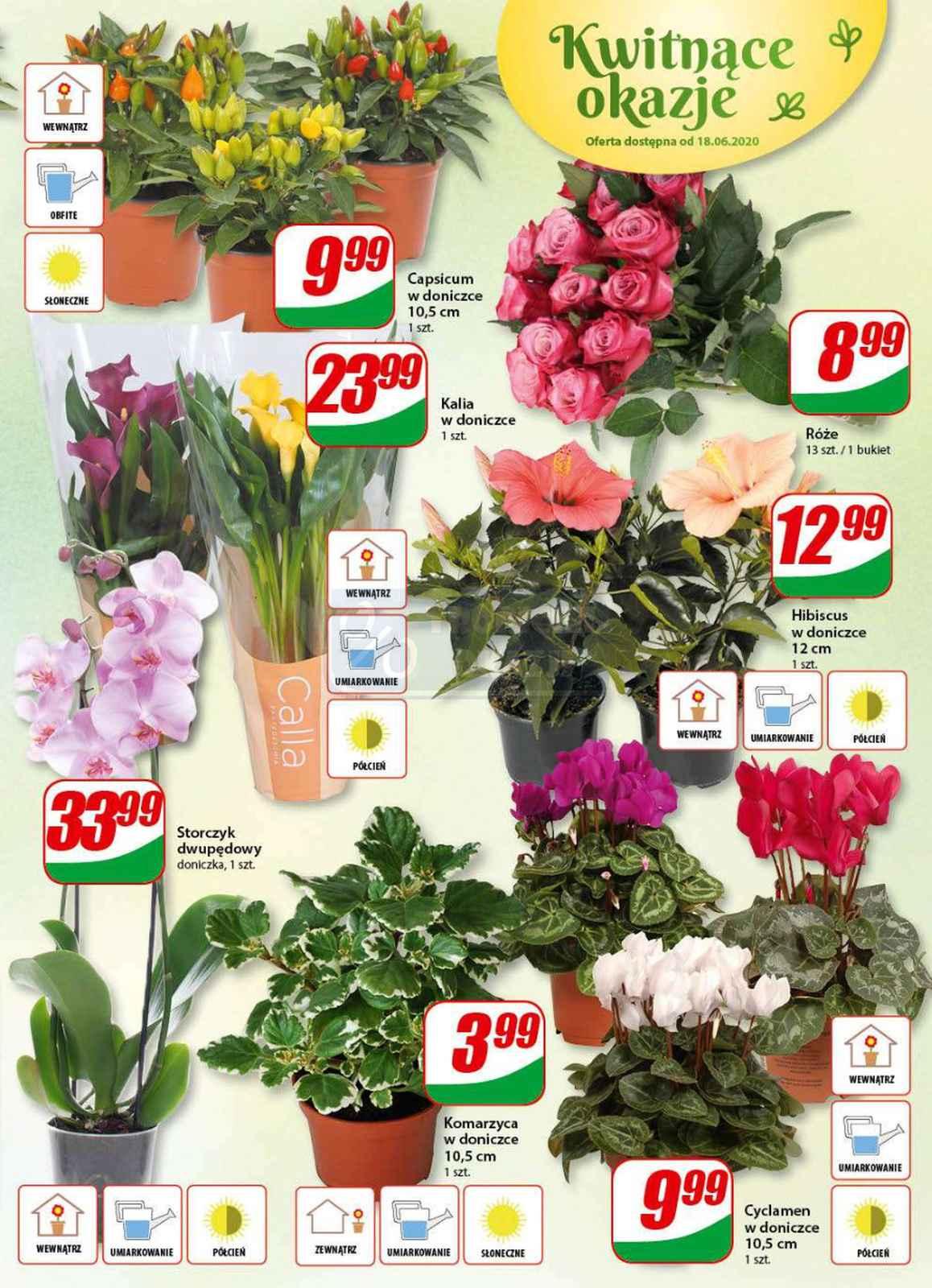 Gazetka promocyjna DINO str. 13