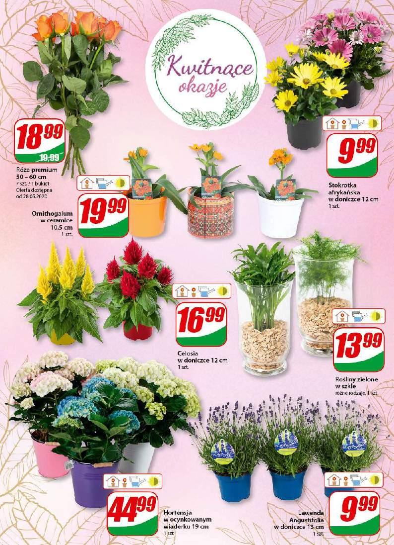 Gazetka promocyjna DINO str. 17