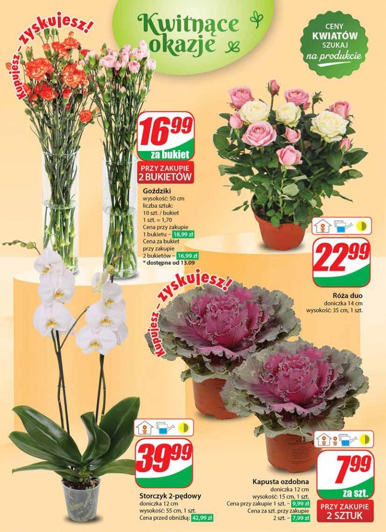 Gazetka promocyjna DINO str. 50